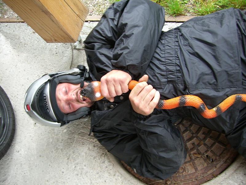 HP_027_Edi_kaempft_mit_Schlange.JPG - Österreichische Schlangen hat Meister Edi voll im Griff.